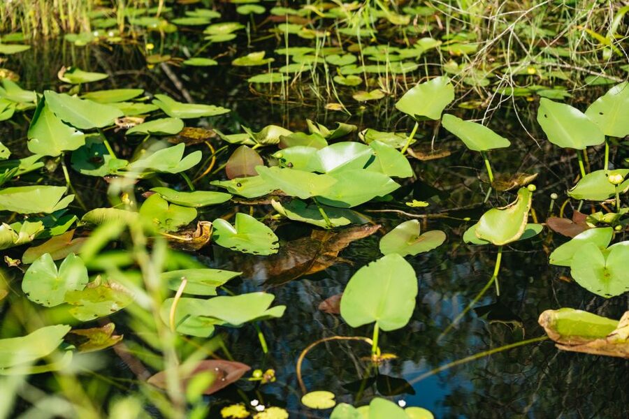 From Miami: Everglades Airboat Ride and Nature Walk - Guides are central to the experience