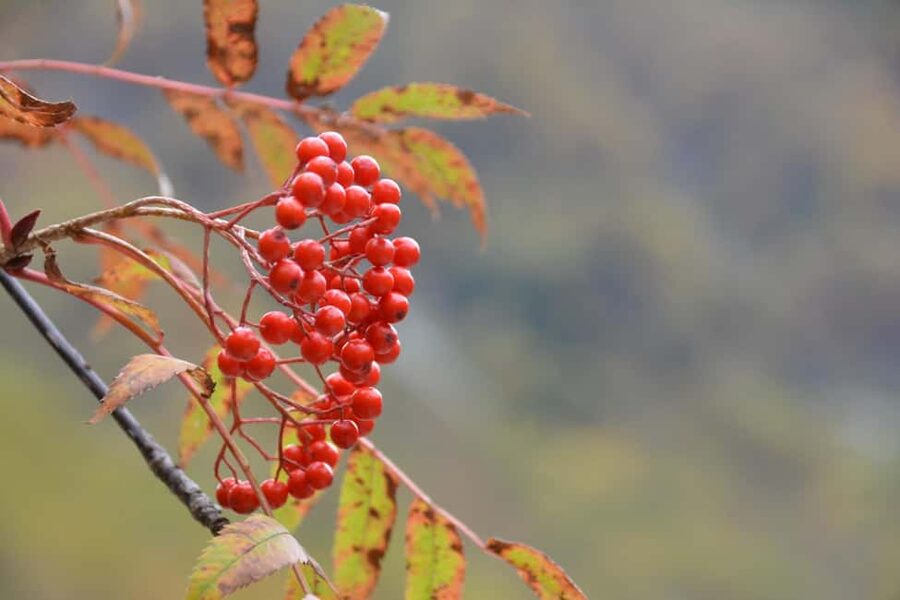 From Nagoya: Kamikochi Guided Hike in the Japanese Alps - What the $180 price includes