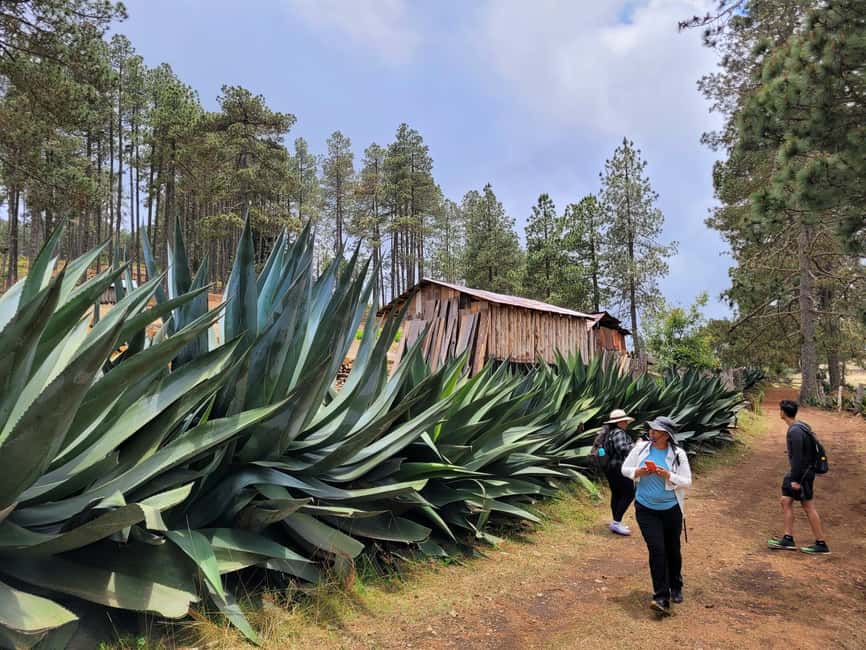 From Oaxaca: Sierra Norte Hike & Indigenous Village Full-Day - A three-hour walk through cloud forest