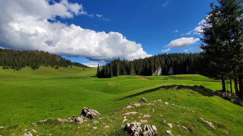 From Oradea: Apuseni Mountains Guided Hiking Tour - From Padiș Plateau to the Onceasa Valley