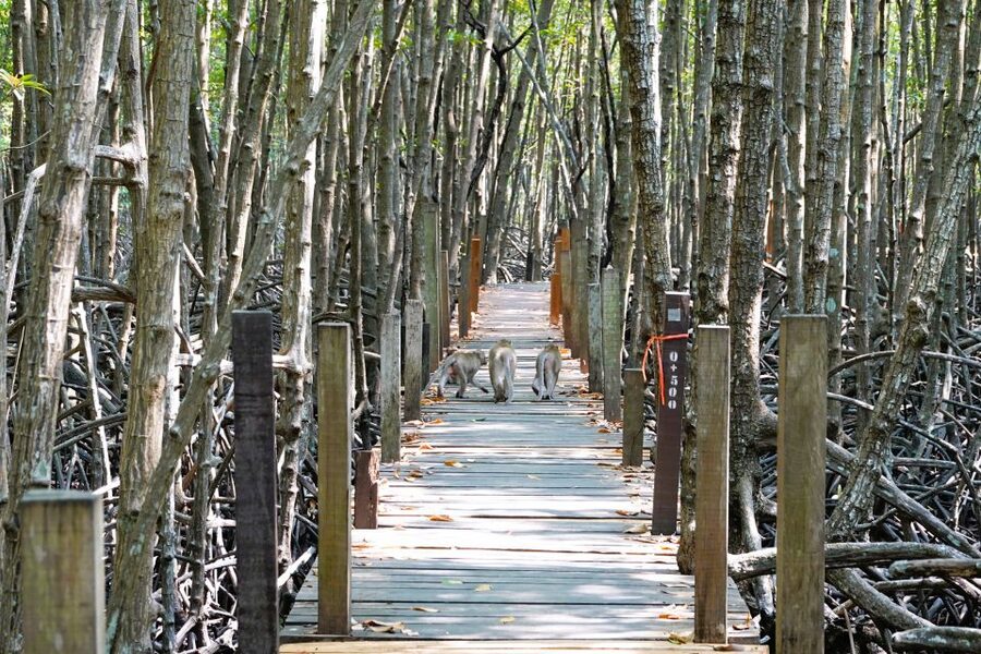 From Pattaya: Rayong Adventure Hike and Kayak Day Trip - Rayong Botanical Garden: an easy paddle to finish