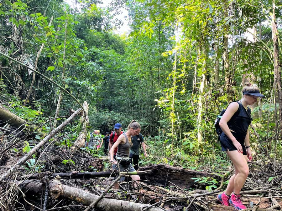 From Phuket: Guided Rainforest Hike with Lunch - The narrow trail through Khao Phra Taew