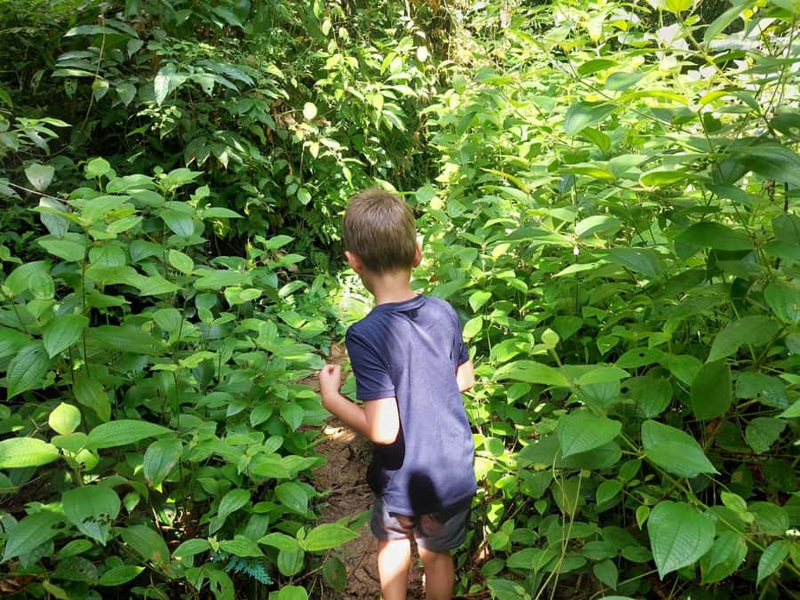From Phuket: Guided Rainforest Hike with Lunch - Thai lunch after the hike