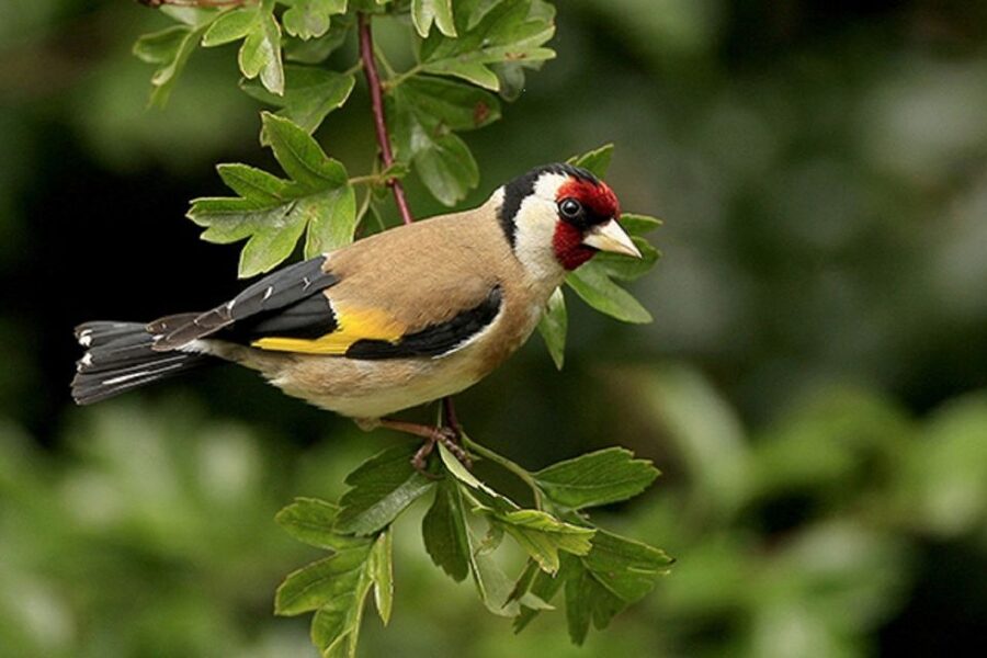 From Pokhara: Guided Day Jungle Hiking Tour with Boat Ride - Who will enjoy this Pokhara tour most