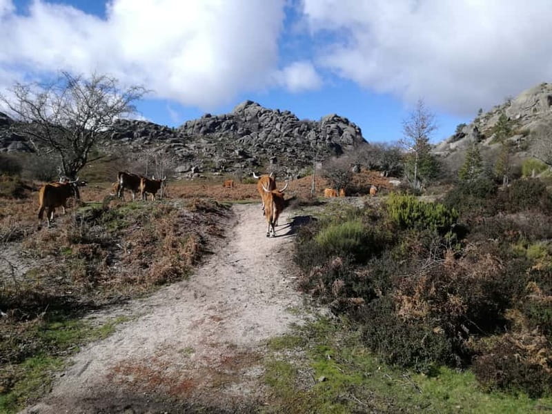 From Porto: Hike & Swim in Gerês National Park - Why Gerês makes a strong break from Porto