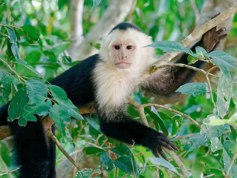 From Puerto Maldonado | Jungle hike + Sandoval Lake | - What the $75 Sandoval Lake Day Includes