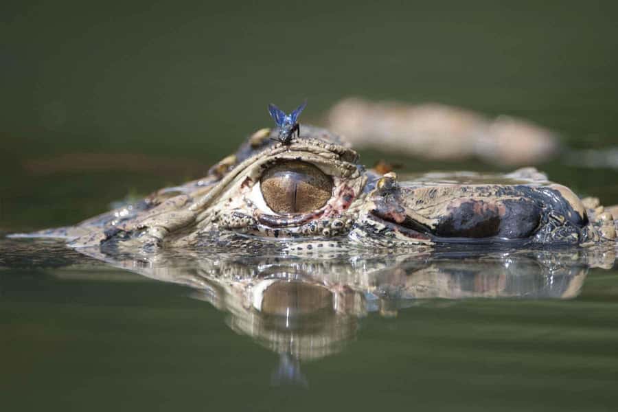 From Puerto Maldonado | Jungle hike + Sandoval Lake | - Paiche, Caimans, and the Luck Factor