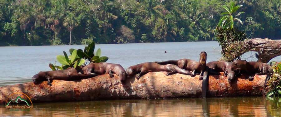 From Puerto Maldonado | Jungle hike + Sandoval Lake | - The Three-Kilometer Trail Into Tambopata