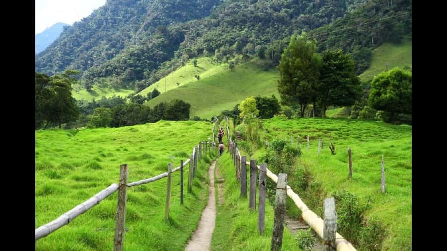 From Salento: Cocora Valley Hiking Tour with Lunch - Cocora Valley at a glance