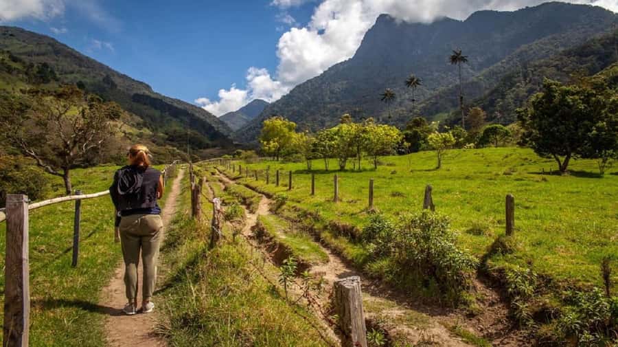 From Salento: Cocora Valley Hiking Tour with Lunch - Learning about the palms before walking