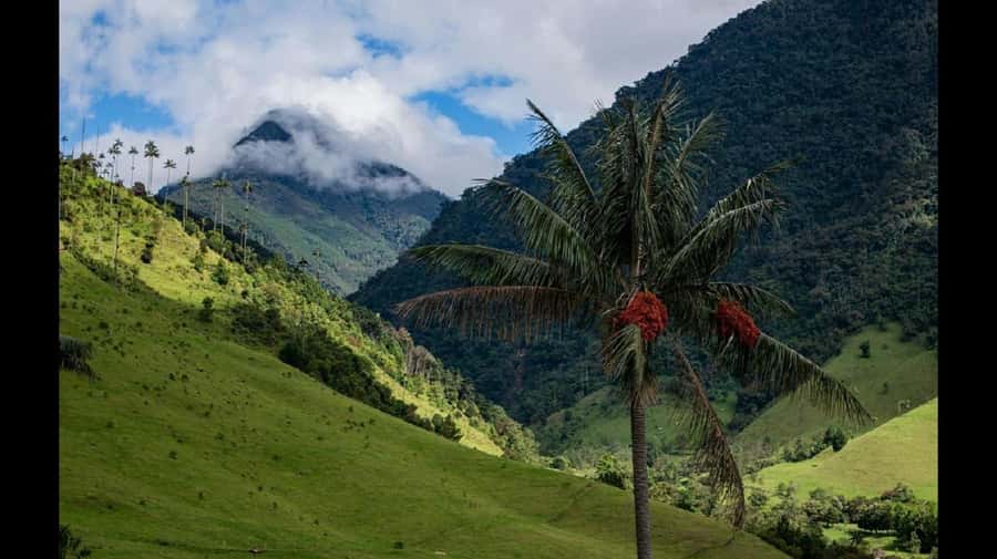 From Salento: Cocora Valley Hiking Tour with Lunch - Who should book this outing