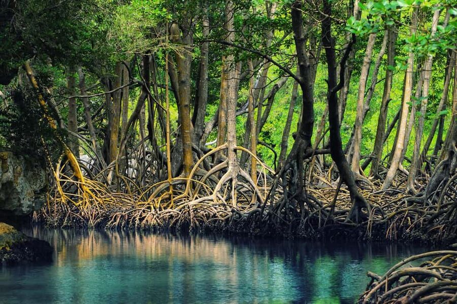 From Samana: Los Haitises Hike, Boat Trip, and Kayaking - Guide Style and Group Expectations