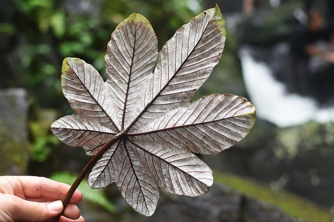 From San Juan: El Yunque Rainforest Hiking Adventure - The first pool and waterfall stop