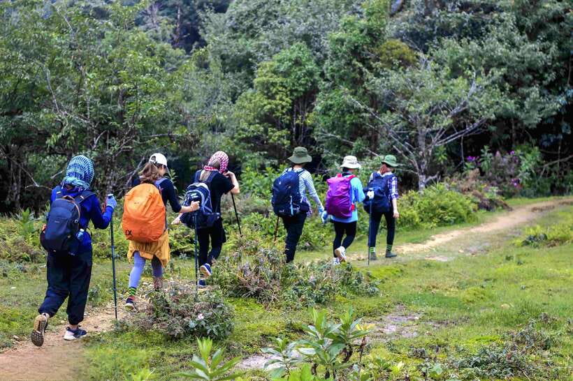 From Sapa: Fansipang Mountain Hike 1 Day - Bamboo, cardamom, and forest trails from 1,900 to 2,400 meters
