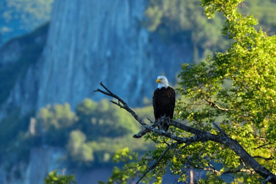 From Seward: 6-hour Wilderness Hiking Tour - Choosing the right trail for your group
