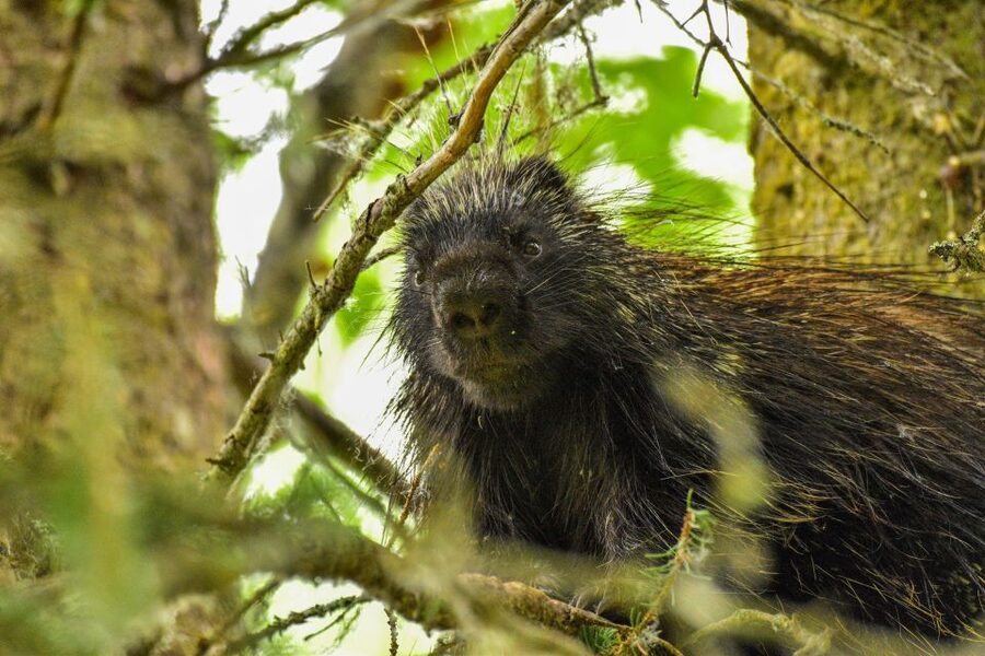From Seward: 6-hour Wilderness Hiking Tour - Wildlife facts without a wildlife guarantee
