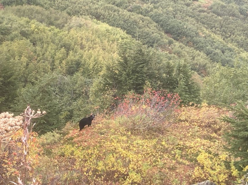 From Seward: 6-hour Wilderness Hiking Tour - What the $342 price really covers