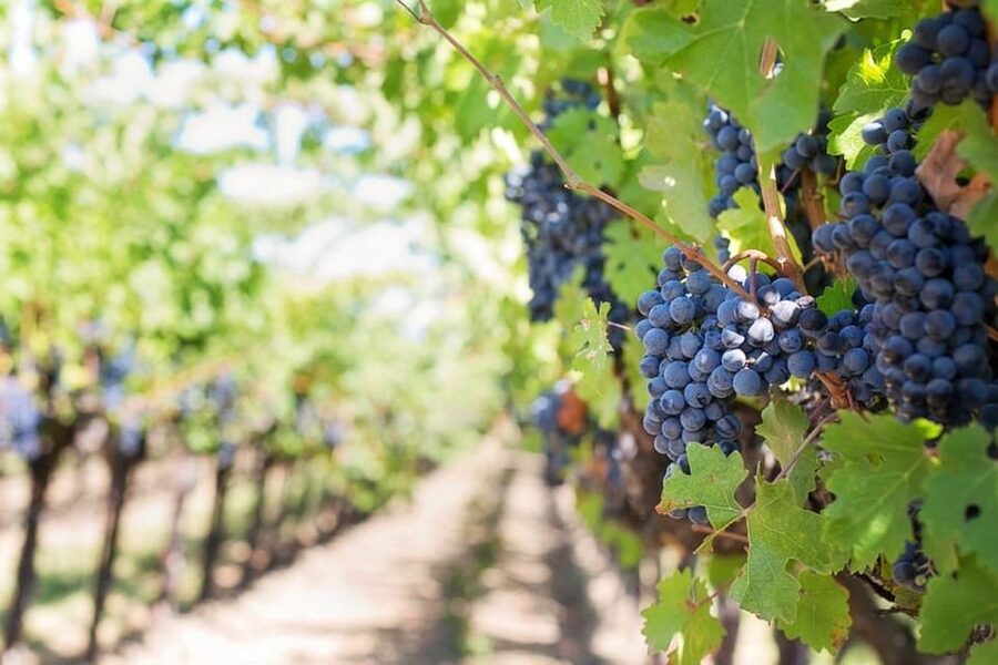 From Sorrento: Skip-the-Line Guided Vesuvius Hike and Lunch - Leaving Sorrento by Private Minibus