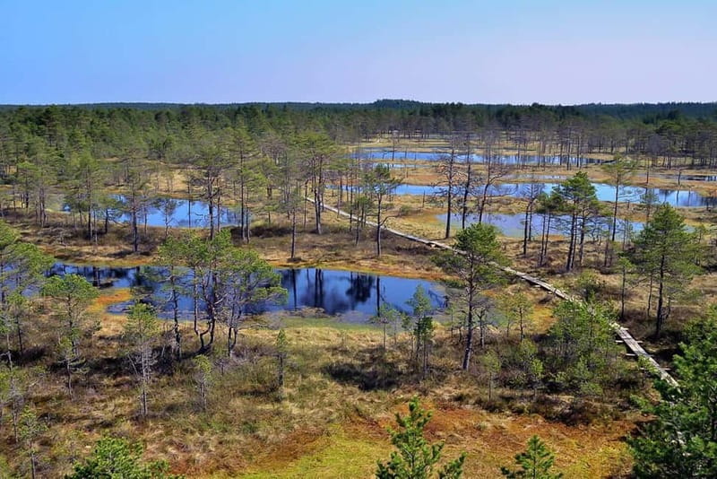 From Tallinn: Guided Bog-Shoe Hiking Tour - Learning to walk in bog shoes