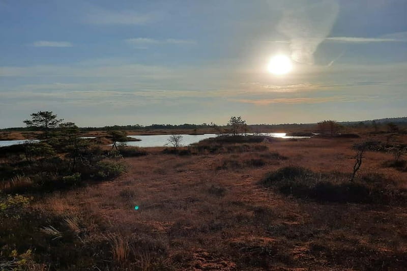 From Tallinn: Guided Bog-Shoe Hiking Tour - What the guides add to the walk