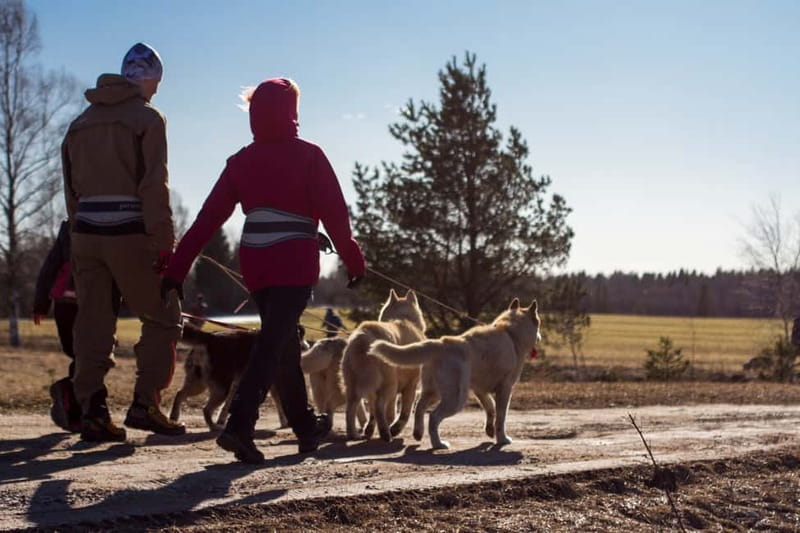 From Tallinn: Husky Park Tour with Cani-Cross Hike - From Tallinn’s Old Town to Kõrvemaa’s quiet woods