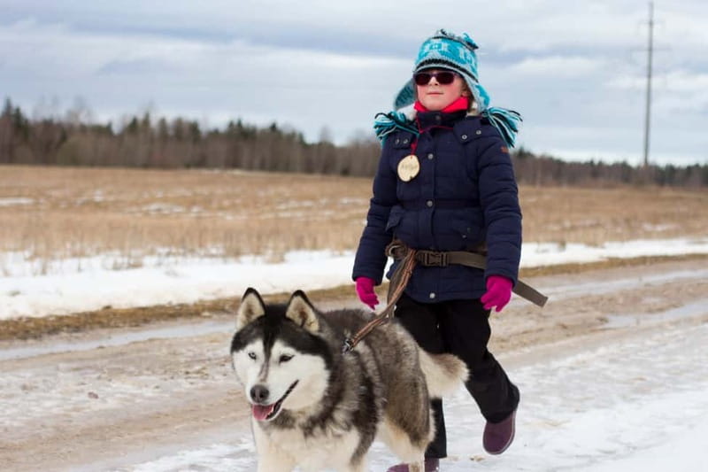 From Tallinn: Husky Park Tour with Cani-Cross Hike - Meeting the huskies at a family-run park