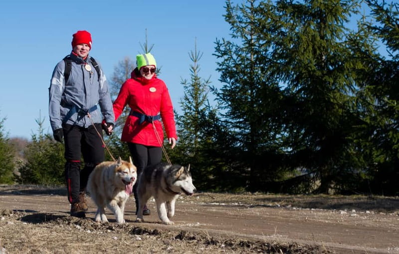 From Tallinn: Husky Park Tour with Cani-Cross Hike - Kõrvemaa’s forest paths and small hills