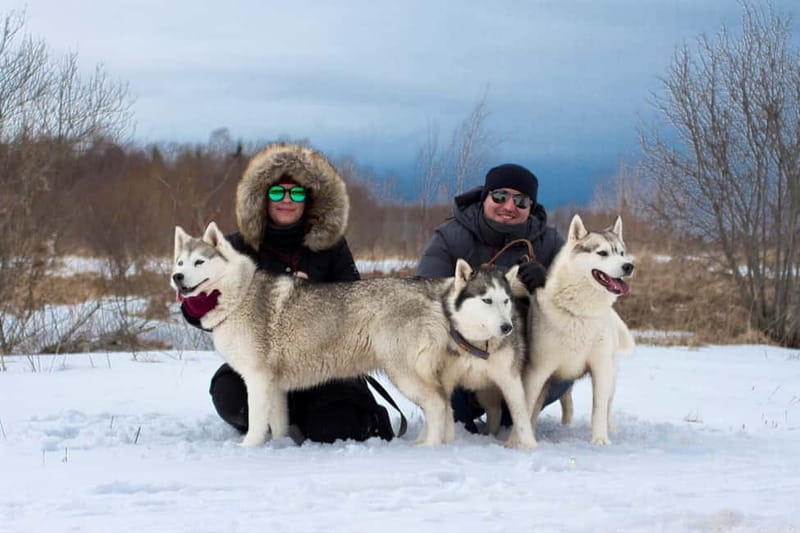 From Tallinn: Husky Park Tour with Cani-Cross Hike - A warm drink, light meal, and more dog time