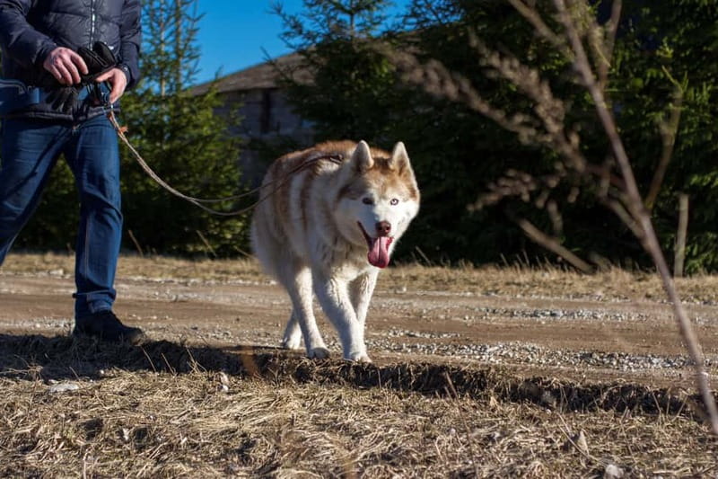 From Tallinn: Husky Park Tour with Cani-Cross Hike - How the one-hour cani-cross hike works