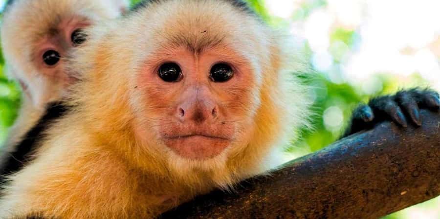 From Tambopata: Amazon Jungle Hike and Lake Sandoval 1-Day - From Puerto Maldonado to the Tambopata forest
