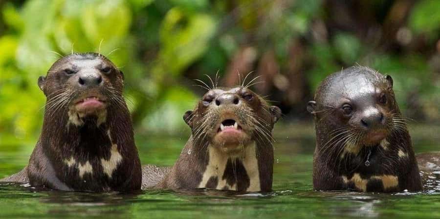 From Tambopata: Amazon Jungle Hike and Lake Sandoval 1-Day - Canoeing on Lake Sandoval