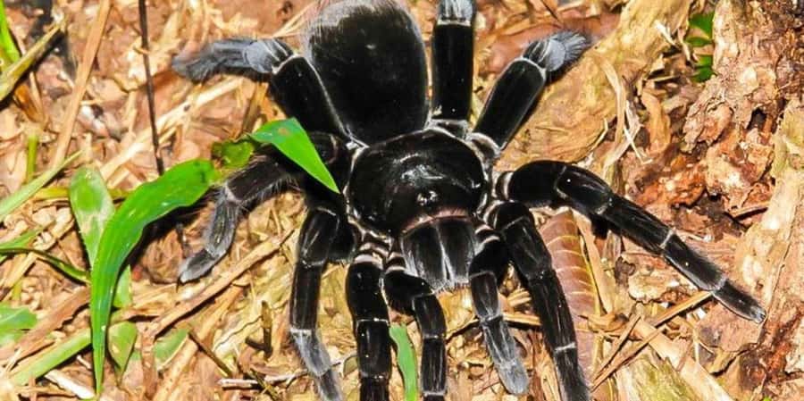 From Tambopata: Amazon Jungle Hike and Lake Sandoval 1-Day - Lunch and the return to Puerto Maldonado