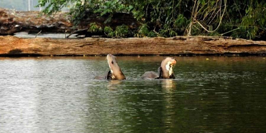From Tambopata: Amazon Jungle Hike and Lake Sandoval 1-Day - Booking advice and final verdict