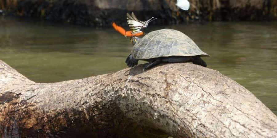 From Tambopata: Amazon Jungle Hike and Lake Sandoval 1-Day - Walking the 3-kilometer trail to Lake Sandoval