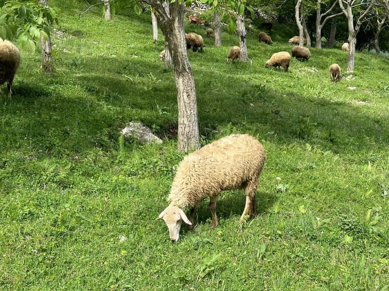 From Tirana: Bovilla Lake & Gamti Mountain Viewpoint Hike - Leaving Tirana for Bovilla Lake