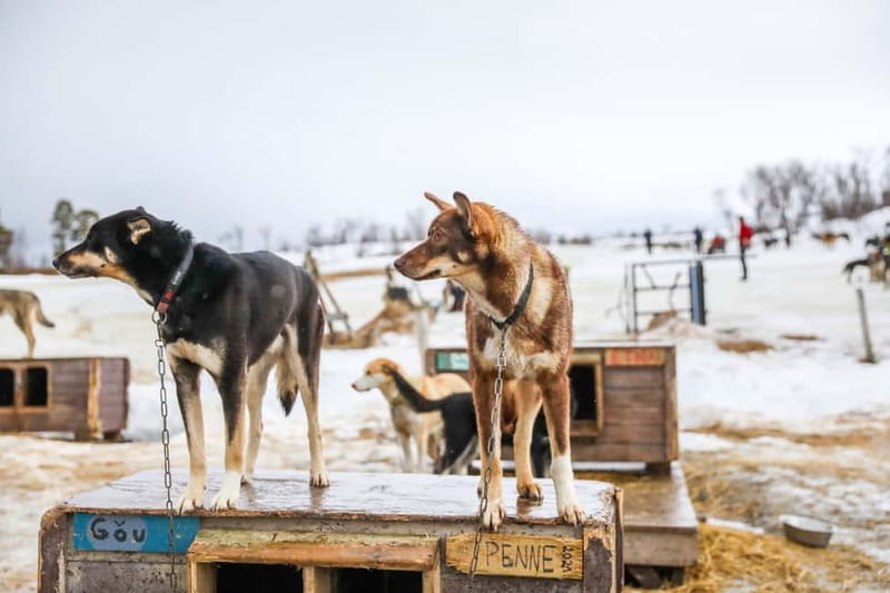 From Tromsø: Guided Husky Snowshoe Hike and Husky Camp Visit - Snowshoeing with energetic working dogs