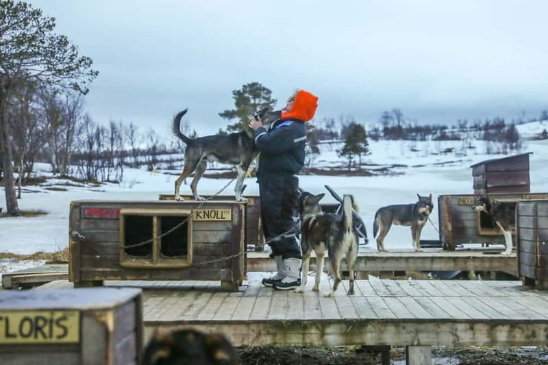 From Tromsø: Guided Husky Snowshoe Hike and Husky Camp Visit - Cake by the fire in a traditional shelter