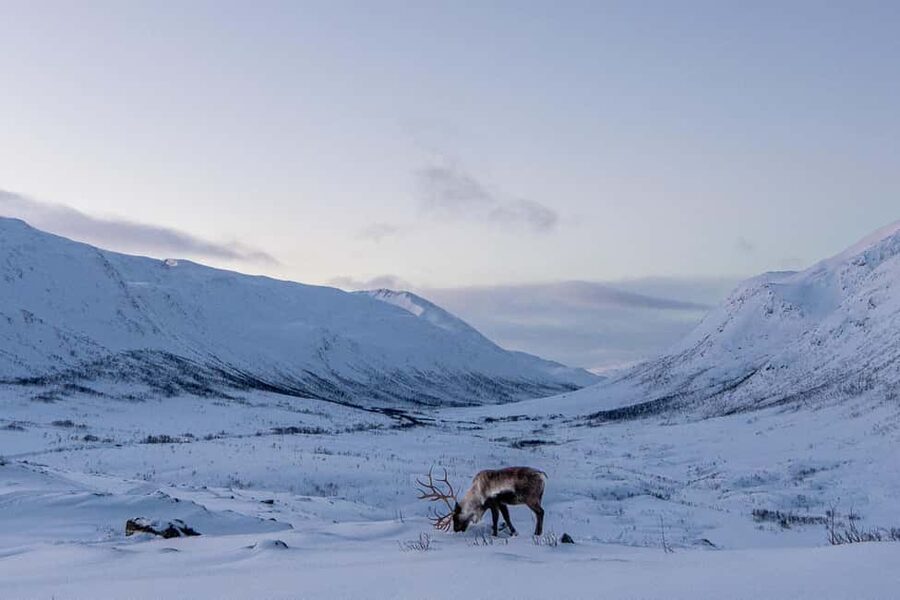 From Tromsø: Snowshoe Hike with Local Guides - Reindeer, eagles, and ptarmigans