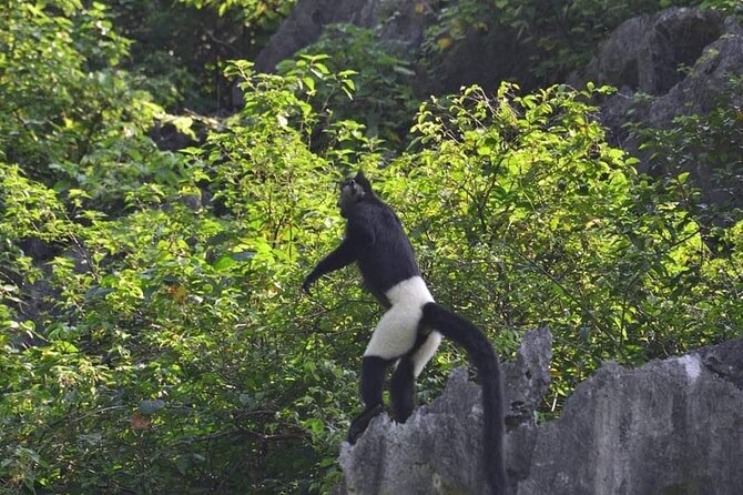 Full-Day Cuc Phuong National Park Hiking Tour - Key points to know before booking