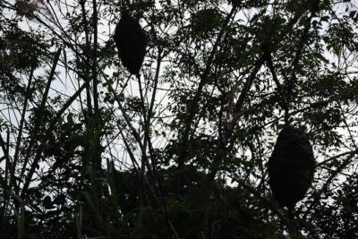 Full day hikes, Cycles, Kayaks & swims in Cat Ba National park