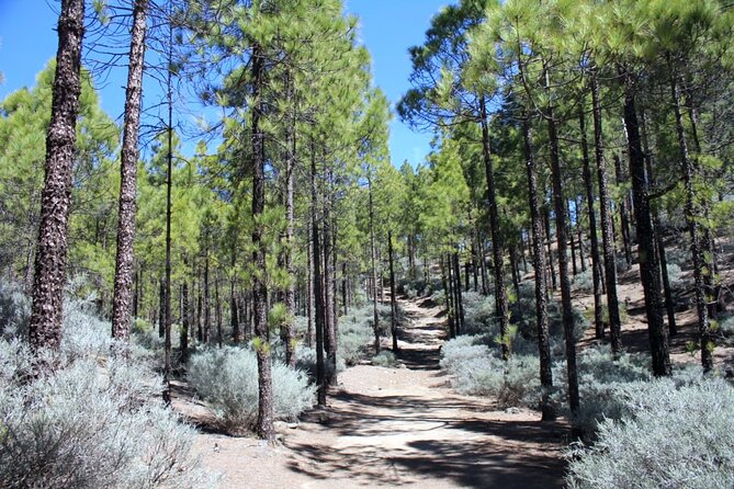 Full day Hiking Gran Canaria Peaks of Gran Canaria - What the hiking routes are really like
