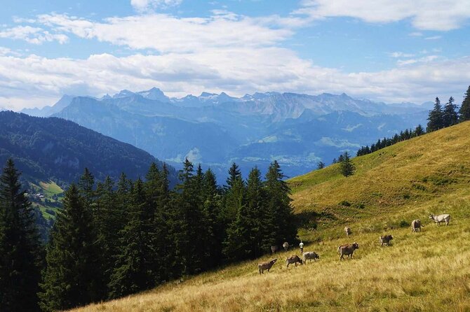 Full-Day Hiking Swiss Alps and Lake swim with Pick-up - What the three to four hour hike feels like
