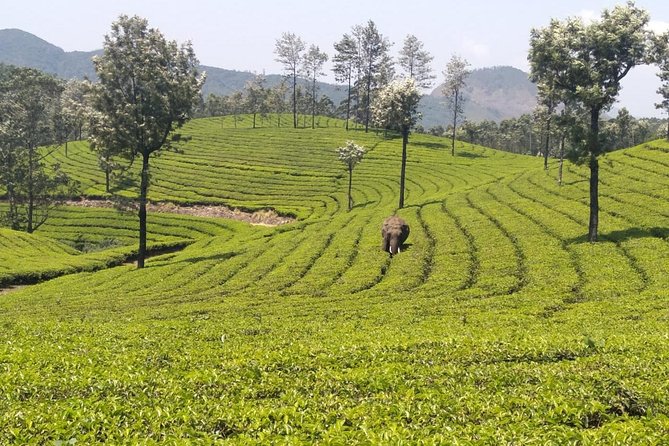 Full day in hiking in Munnar (By Munnar Info) - A packed lunch, a small group, and the day’s rhythm