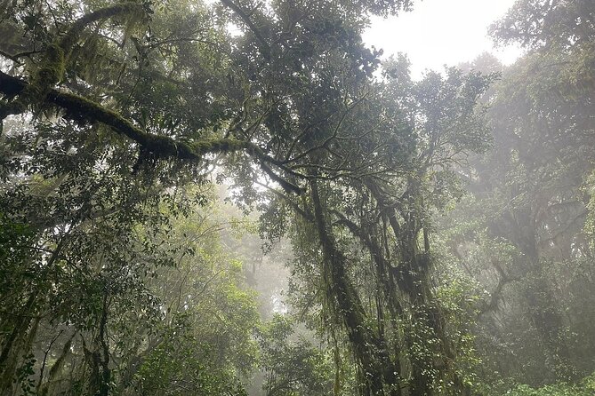 Full Day Private Hiking Tour to Kilimanjaro Mountain - The return through Kilimanjaro’s rainforest