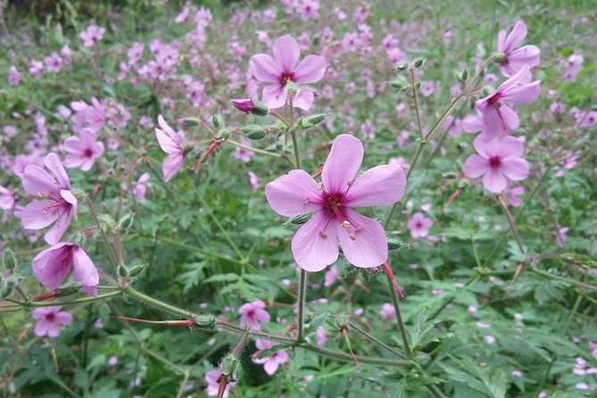 Gastro hike (Private Tour) - What makes the forest section worthwhile