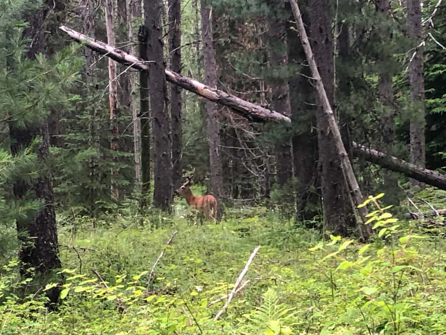 Glacier National Park: Morning Nature Walk - The North Fork walk through forests shaped by fire