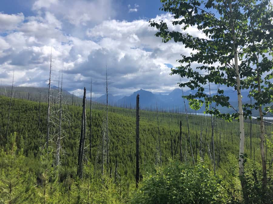 Glacier National Park: Morning Nature Walk - Timing, weather, and what to bring