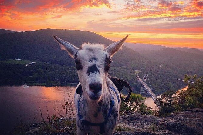 Goat Hiking, Beaver Dam Visit and picnic in Quebec forest - A relaxed forest walk with plenty of stops