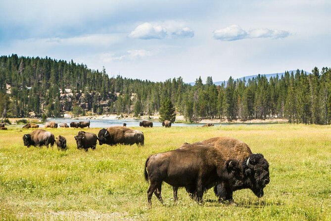 Grand Canyon of the Yellowstone Rim and Loop Hike with Lunch - A full Yellowstone day in one loop