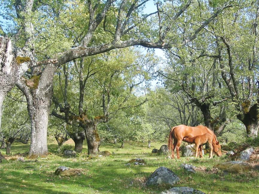 Gredos: Guided Hike in the Vettón Forest - Key points at a glance
